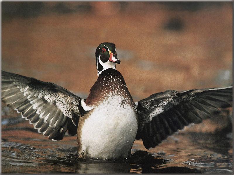 wood duck 12-Open Wings-On Water.jpg