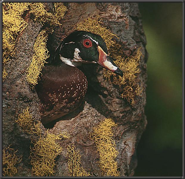 WoodDuck 04-Closeup-In nest on cliff.jpg