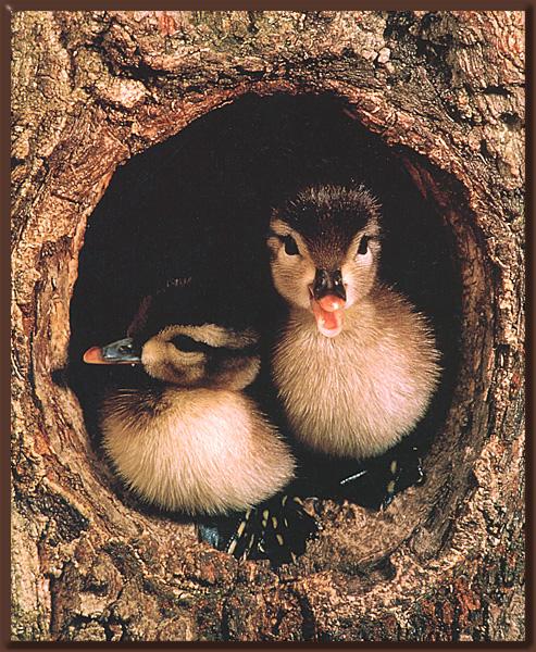 WoodDuckling 02-Pair-In wood hole-Nest.jpg