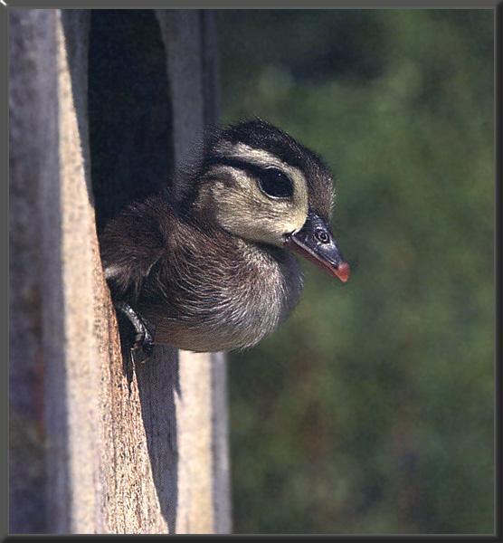 WoodDuckling 03-Young-Just out of home.jpg