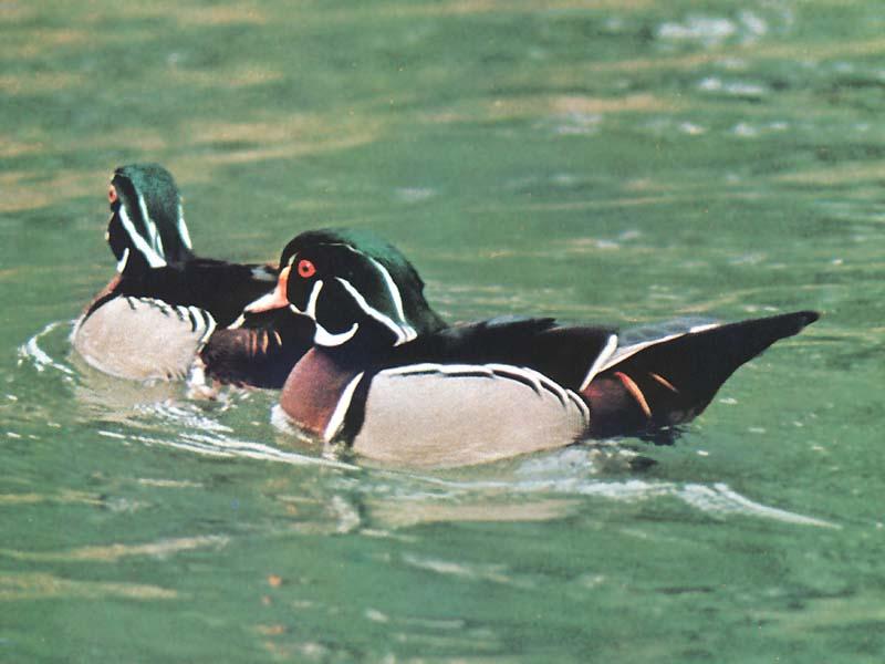 WoodDucks-Pair-Floating on water.JPG