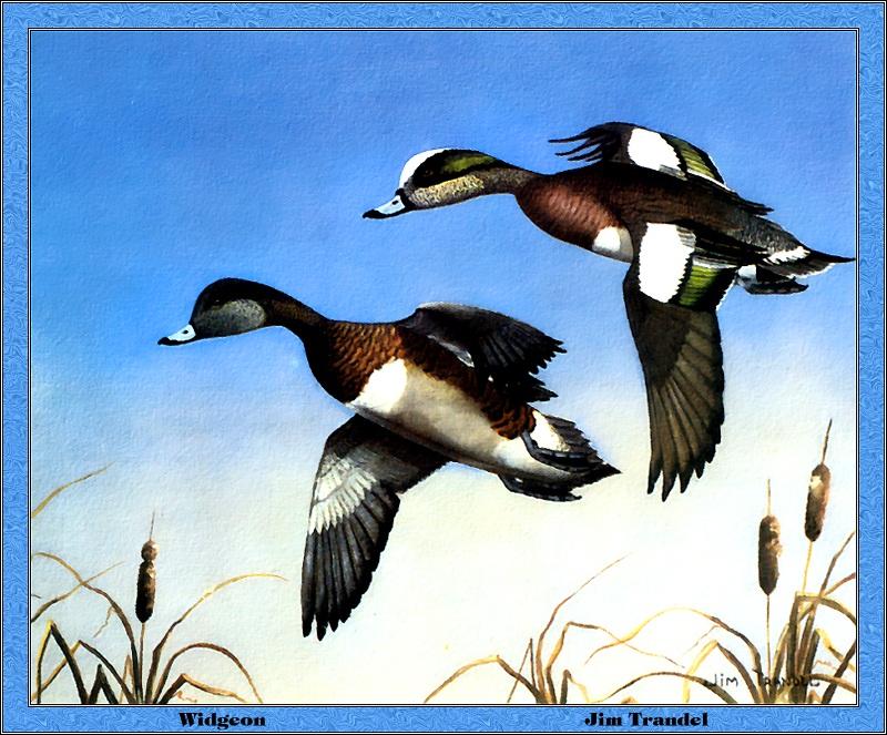 p-ilds1981-American Wigeons-flight-Painting by Jim Trandel.jpg