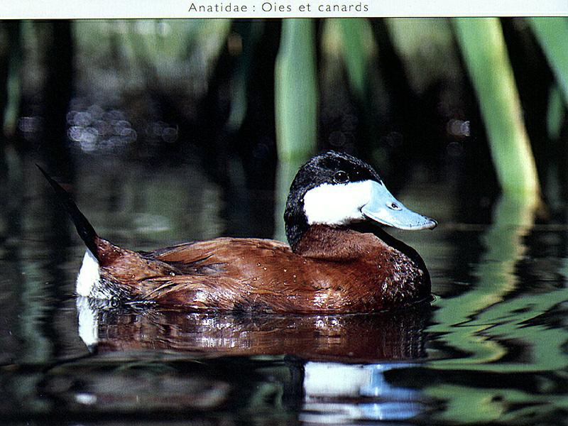 Ds-Oiseau 101-Jamaican Ruddy Duck-floating on water.jpg