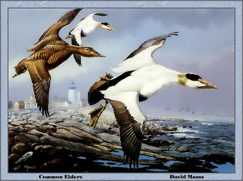 p-meds1985-Common Eiders-Painting by David Maass.jpg