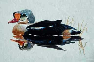 Bird Painting-King Eider Duck4-floating on water.jpg