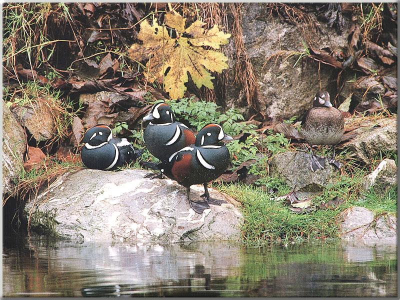 Harlequin Duck 02-Flock on water side rock.JPG