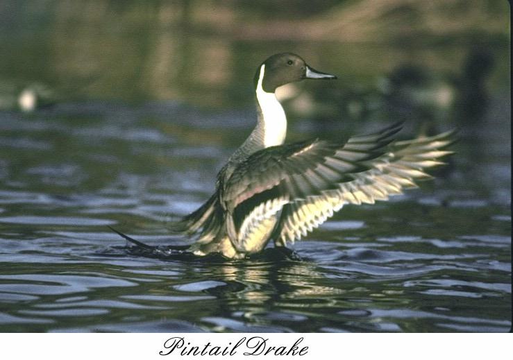 58pntail-Pintail duck-drake on water.jpg