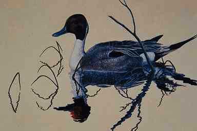 Bird Painting-Pintail Duck5-floating on water.jpg
