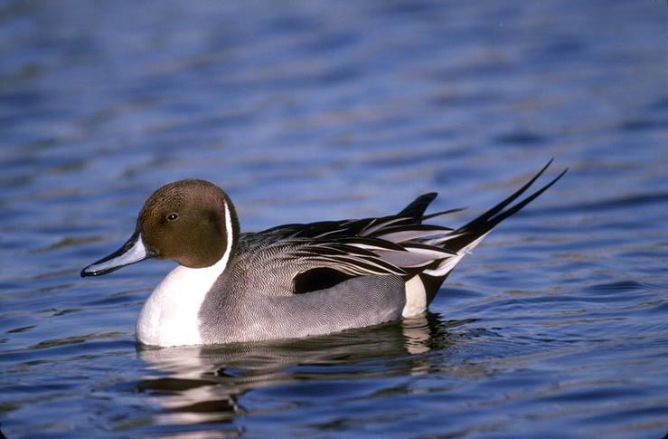 Duck-Drake Pintail.jpg