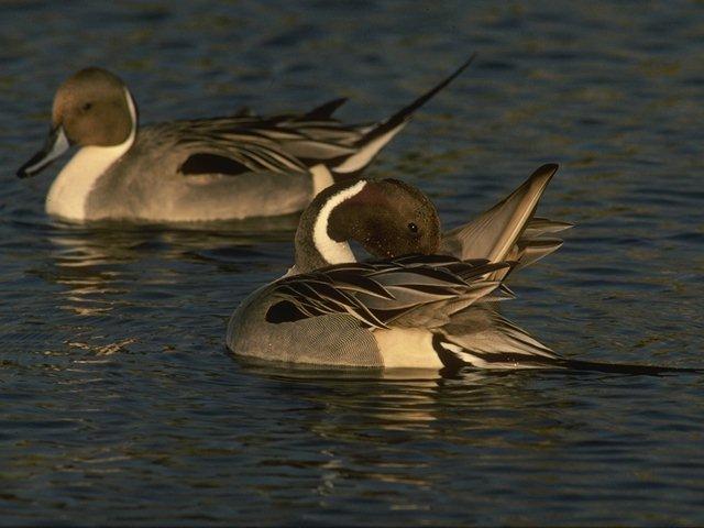 Northern Pintail-2 Wild Ducks-Floating.jpg