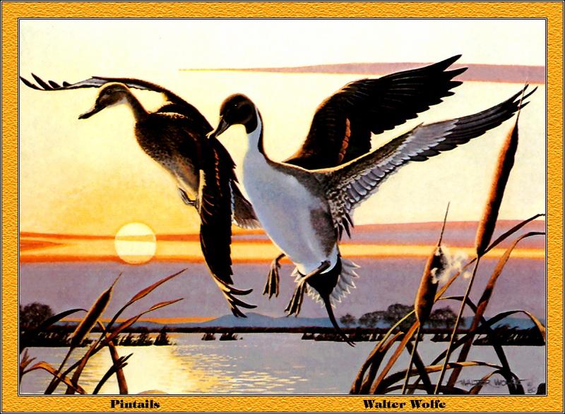 p-cads1980-Northern Pintails-Painting by Walter Wolfe.jpg