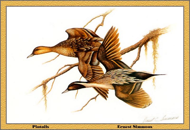 p-flds1980-Northern Pintails-flight-Painting by Ernest Simmons.jpg