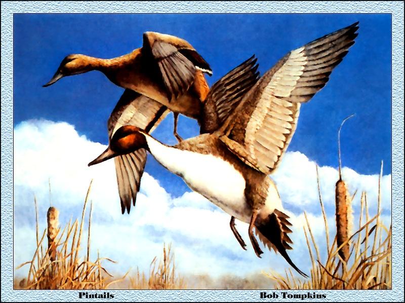 p-msds1980-Northern Pintails-flight-Painting by Bob Tompkins.jpg