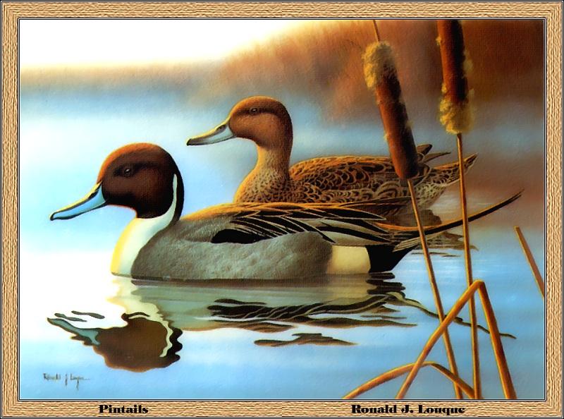 p-njds1986-Northern Pintails-pair-Painting by Ronald J Louque.jpg