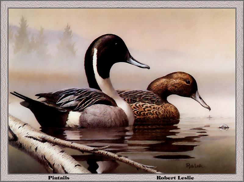 p-pads1987-Northern Pintails-Painting by Robert Leslie.jpg