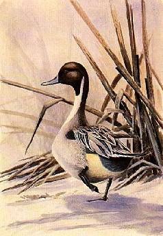 Swedish Bird Painting-Stjartand-Duck.jpg