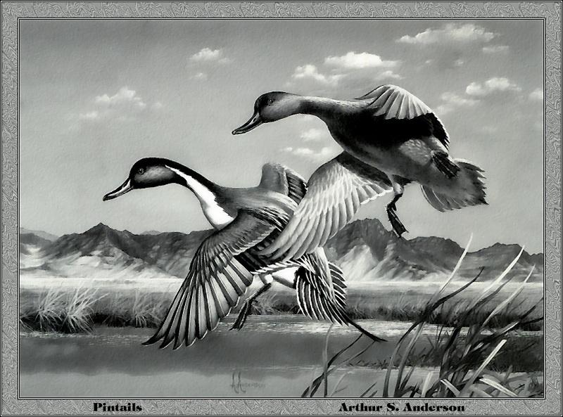 p-utds1987-Northern Pintails-Painting by Arthur S Anderson.jpg