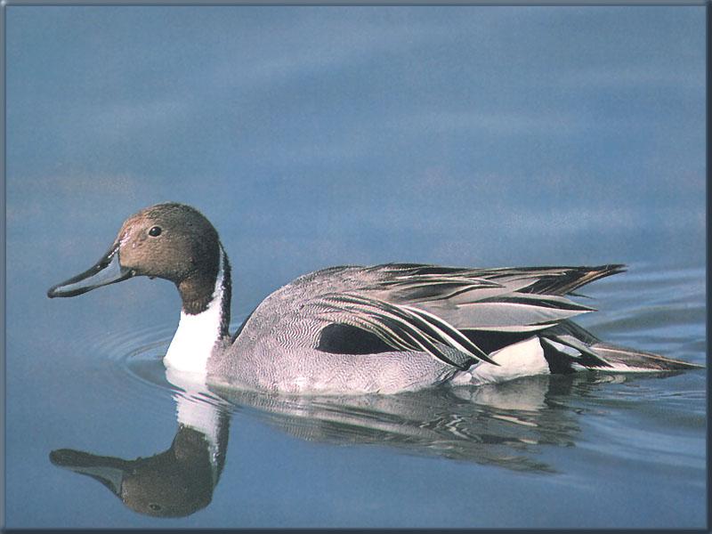 Pintail 02-duck floating on water-Reflection.jpg