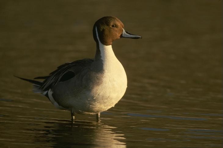 Pintail Duck02.jpg