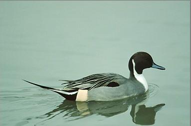 Pintail Duck03.jpg