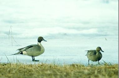 Pintail Duck06.jpg