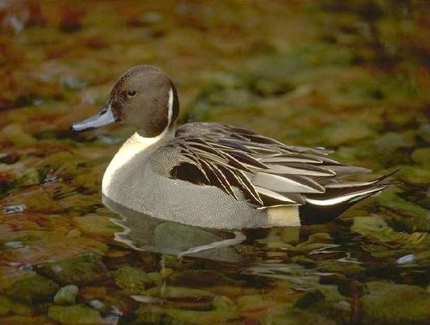 Pintail Duck07.jpg