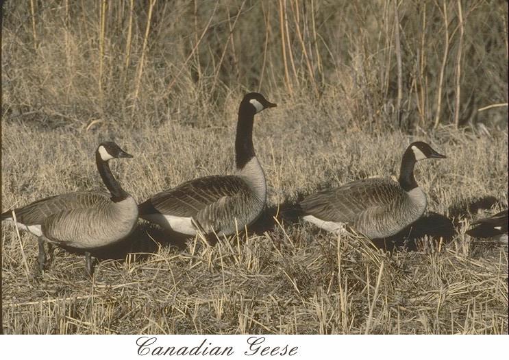 72candgs-Canada goose-geese on grass.jpg