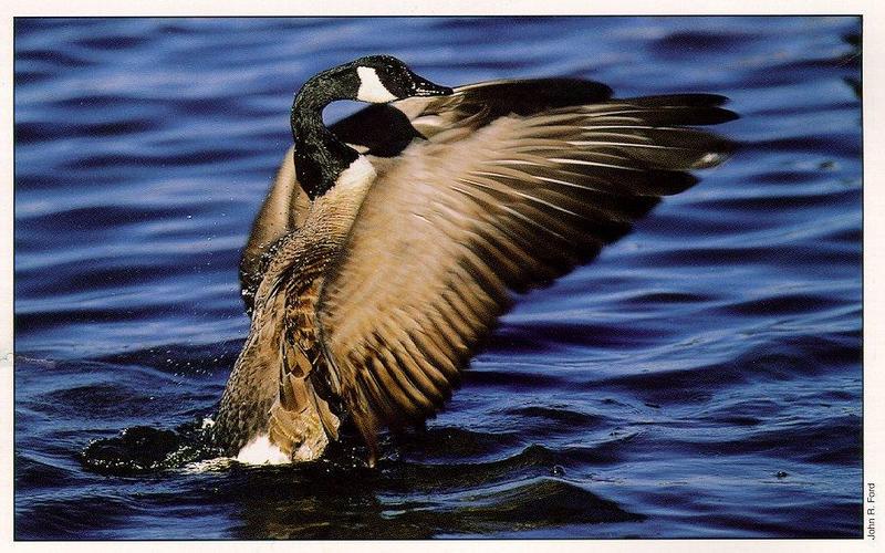 arwl303-Canada goose-flapping on water.jpg
