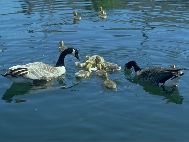 Atlantic Canada Goose-Family-Nursing Chicks.jpg