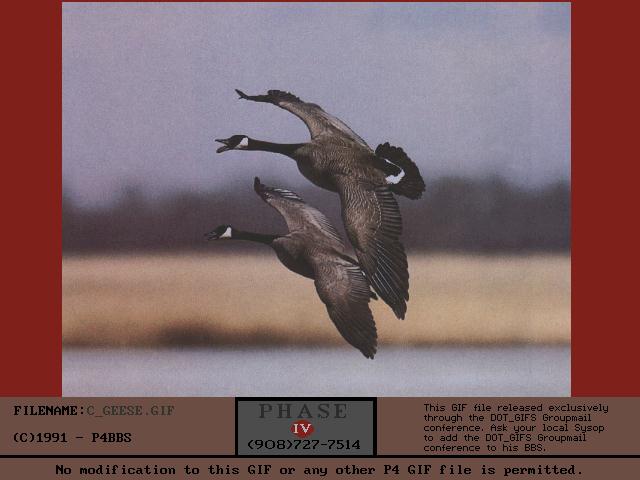 bird063-Canda Goose-Geese-Pair in flight.jpg