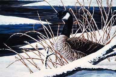 Bird Painting-Geese1-Canada Goose-sitting on snow shore.jpg