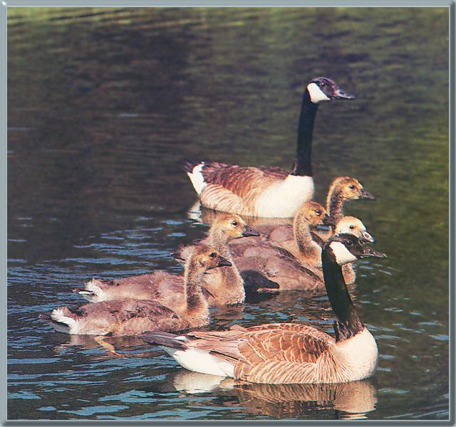 Canada Goose 04-Parent with goslings-Floating.jpg