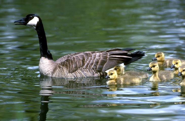 Canada Goose 06-Mom and babies-Floating.jpg