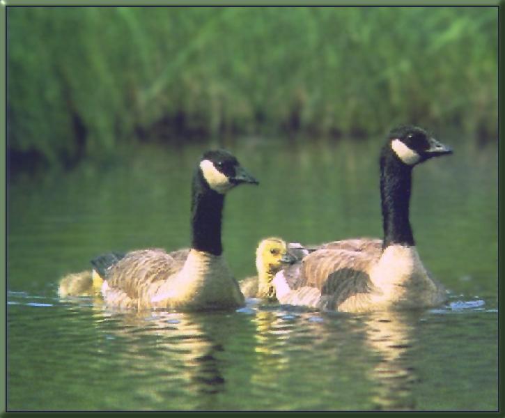 Canada Goose 08-Family-Floating on water.jpg