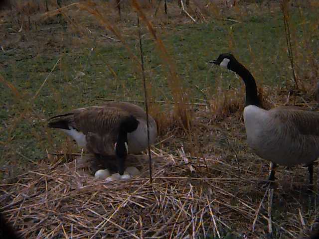 Canada Goose-male goose on nest.jpg