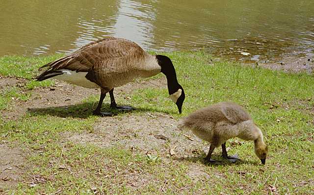 f5-Canada Goose-geese mom and gosling.jpg