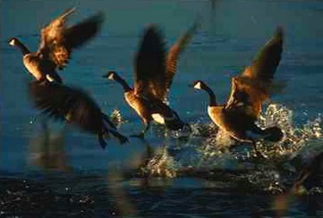 Gass0003-Canada Goose-geese start flight on water.jpg