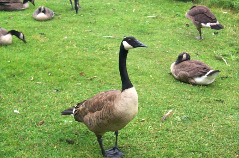 Geese01-Canada Goose-flock on grass-by Joel Williams.jpg