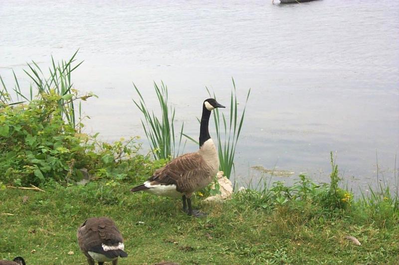 Geese02-Canada Goose-flock at riverside-by Joel Williams.jpg