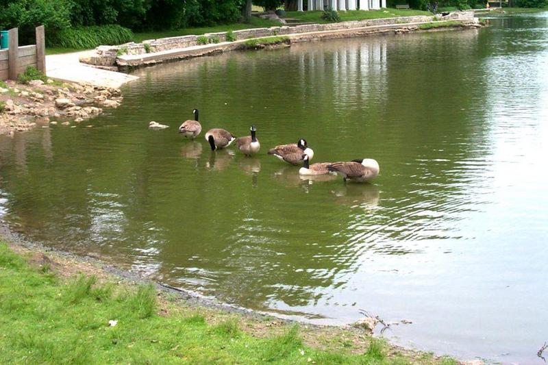 geese in a row.jpg
