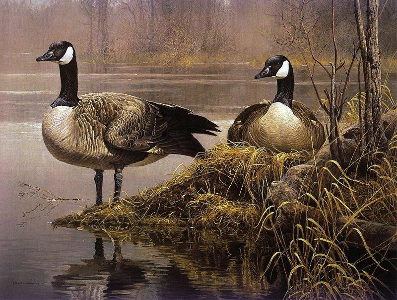 Nesting Geese-Robert Bateman 1978 -cl.jpg