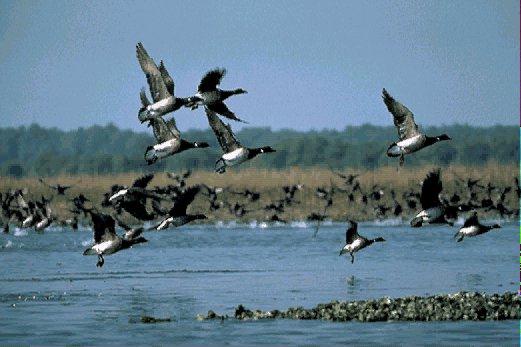 NGS-Goose-Flock On Lake.jpg