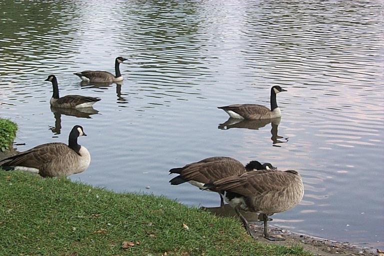 P0000326-Canada Goose-geese on water side-by Joel Williams.jpg