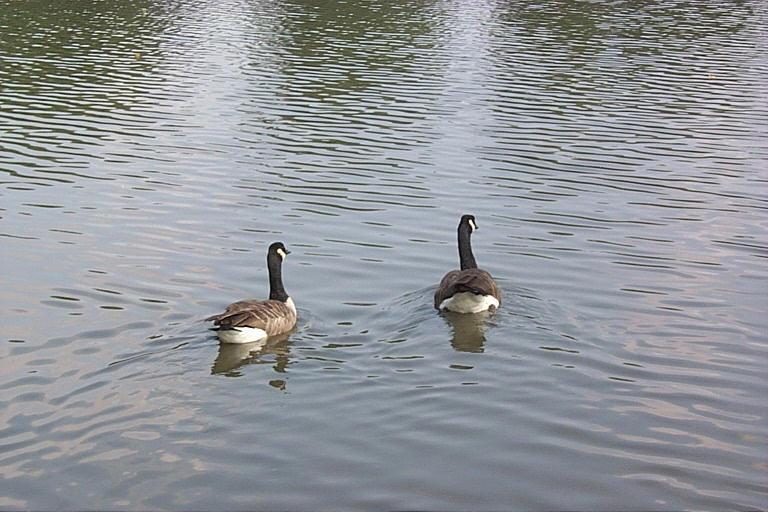 P0000328-Canada Goose-pair swimming on water-by Joel Williams.jpg