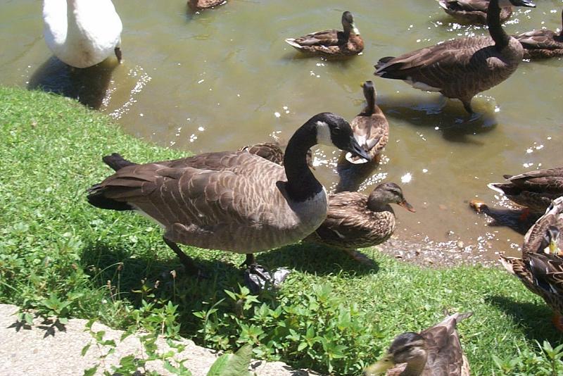 waterfowl04-Canada Goose-and-Ducks-by Joel Williams.jpg
