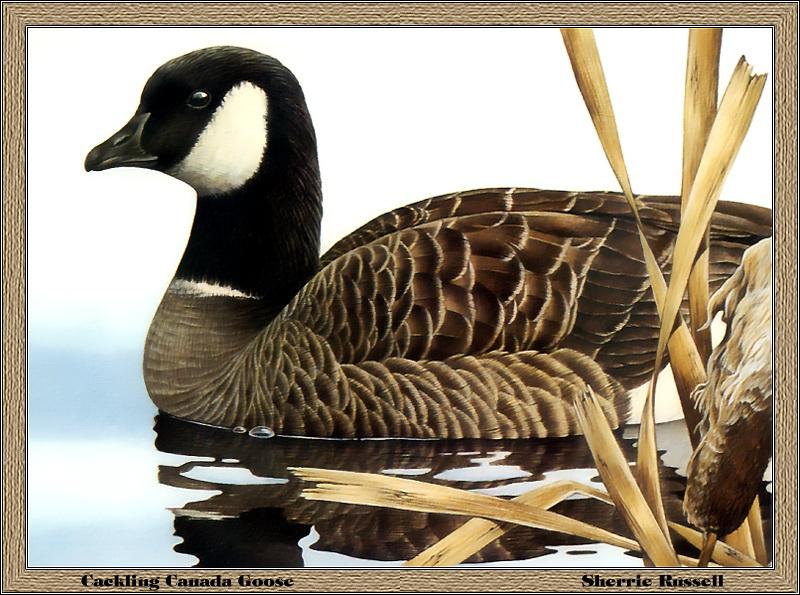 p-cads1986-Cackling Canada Goose-Painting by Sherrie Russell.jpg