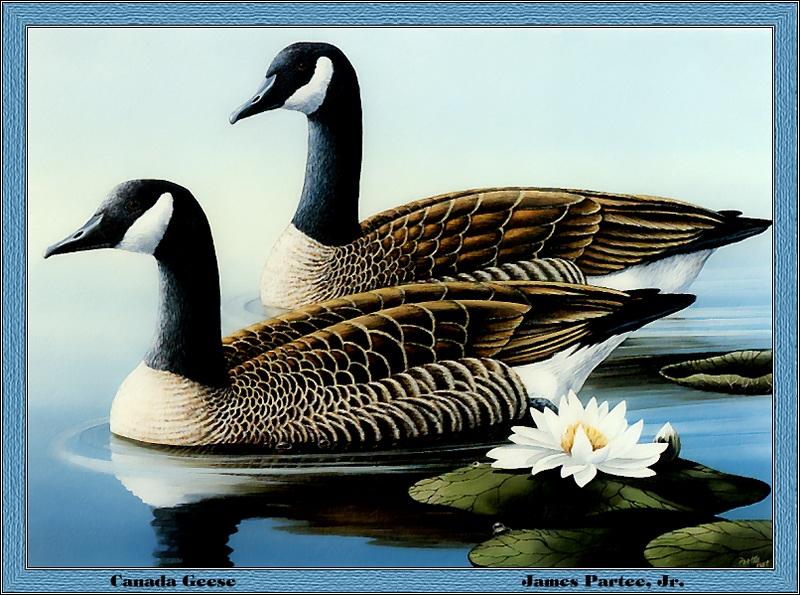 p-gads1987-Canada Geese-goose pair-Painting by James Partee Jr.jpg