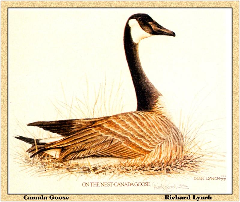 p-ilds1977-Canada Goose-on the nest-Painting by Richard Lynch.jpg