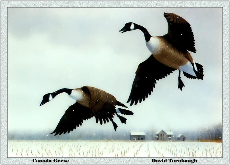 p-mdds1985-Canada Geese-goose pair-Painting by David Turnbaugh.jpg