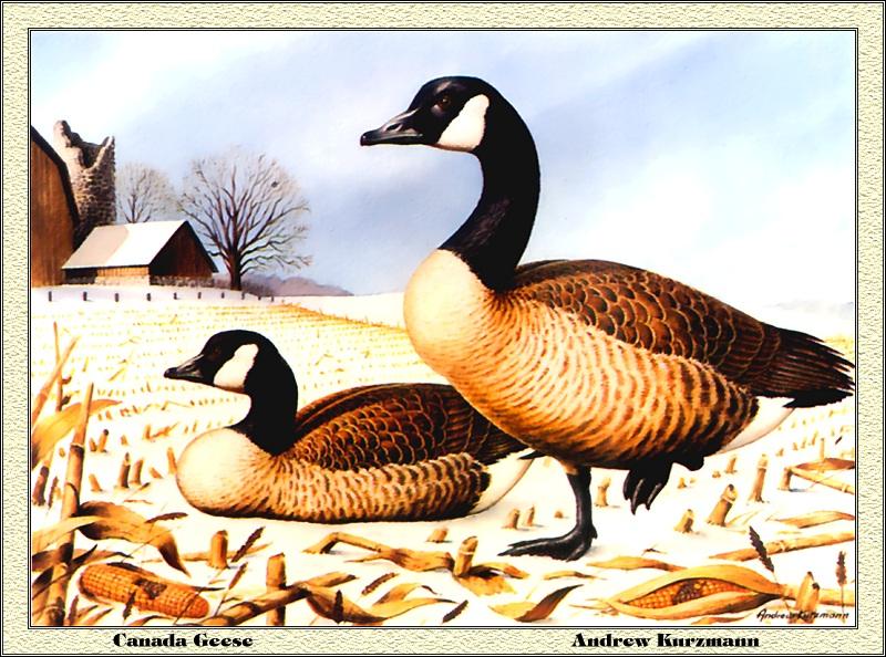 p-mids1979-Canada Geese-goose pair-Painting by Andrew Kurzmann.jpg